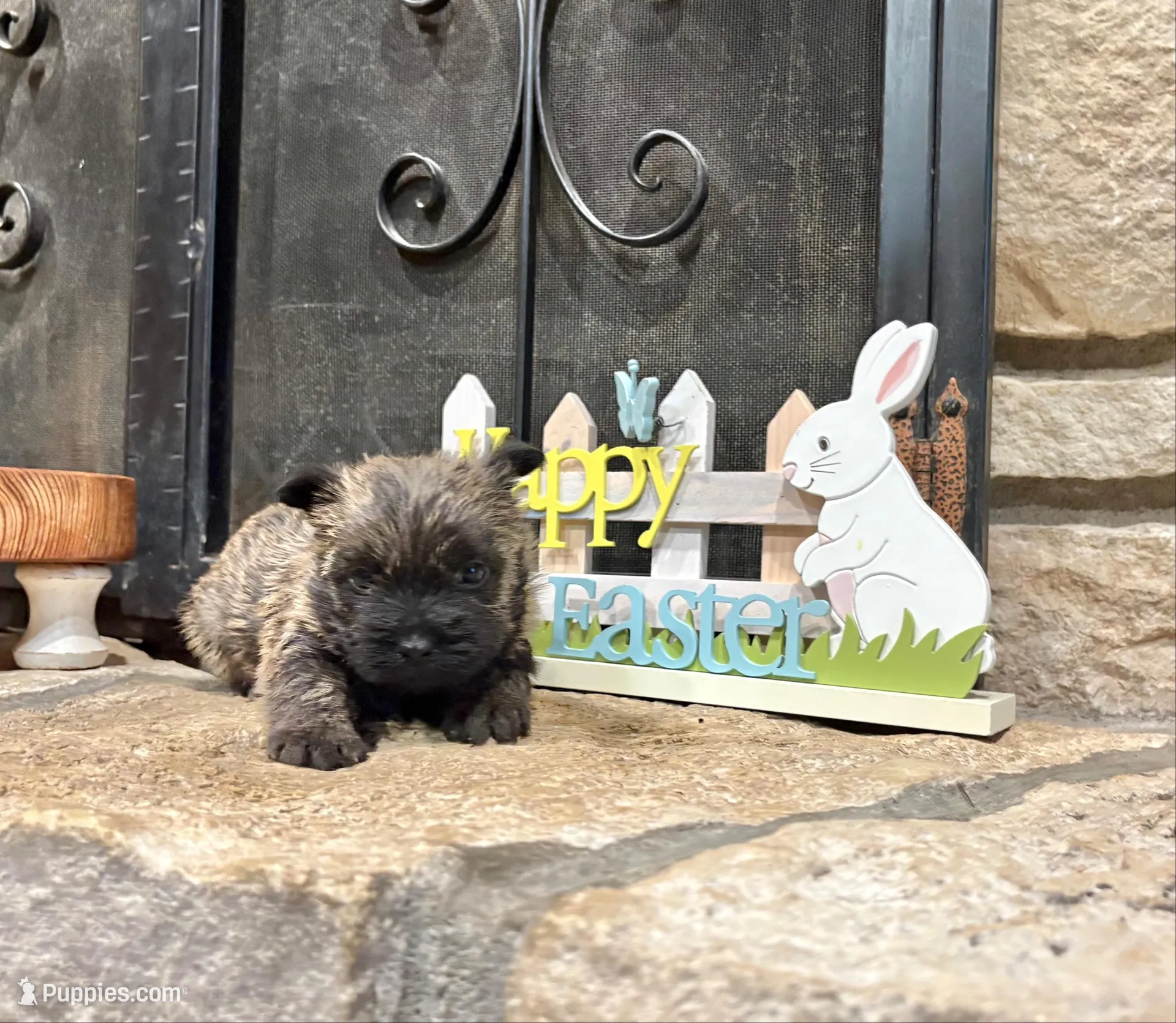 Kingston, a male Cairn Terrier for sale in Osborne, KS – Photo 3 of 10