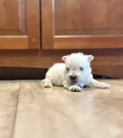 Karlton, a male West Highland White Terrier for sale in Osborne, KS – Photo 5 of 10