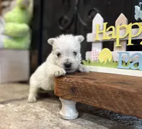 Karlton, a male West Highland White Terrier for sale in Osborne, KS – Photo 8 of 10