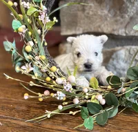 Karlton, a male West Highland White Terrier for sale in Osborne, KS – Photo 9 of 10
