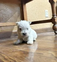 Karlton, a male West Highland White Terrier for sale in Osborne, KS – Photo 2 of 10