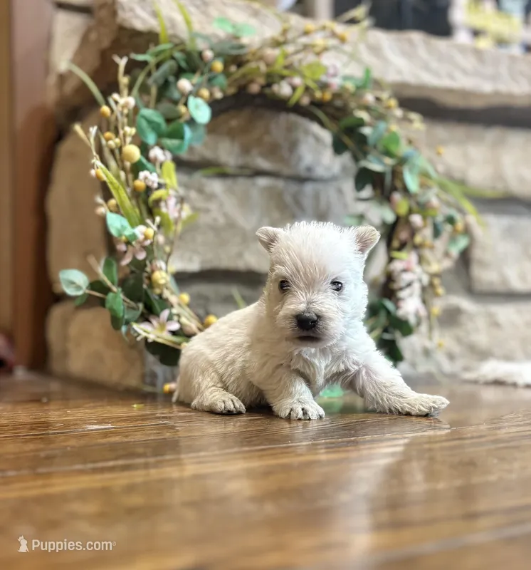 Karlton – West Highland White Terrier puppy for sale in Osborne, KS