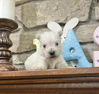 Karlton, a male West Highland White Terrier for sale in Osborne, KS – Photo 10 of 10
