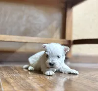 Karlton, a male West Highland White Terrier for sale in Osborne, KS – Photo 4 of 10