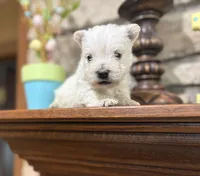 Karlton, a male West Highland White Terrier for sale in Osborne, KS – Photo 6 of 10