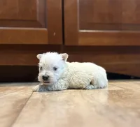 Karlton, a male West Highland White Terrier for sale in Osborne, KS – Photo 7 of 10
