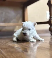 Karlton, a male West Highland White Terrier for sale in Osborne, KS – Photo 3 of 10