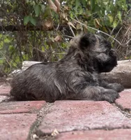 Briggs, a male Cairn Terrier for sale in Osborne, KS – 8 of 10