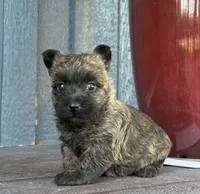 Timber , a female Cairn Terrier for sale in Osborne, KS – 4 of 10
