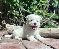 Wallace , a male West Highland White Terrier for sale in Osborne, KS – 1 of 10