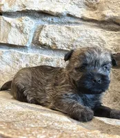 Briggs, a male Cairn Terrier for sale in Osborne, KS – 8 of 10