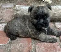 Briggs, a male Cairn Terrier for sale in Osborne, KS – 2 of 10