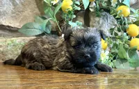 Harriet, a male Cairn Terrier for sale in Osborne, KS – 9 of 10