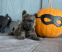 Milo, a male Cairn Terrier for sale in Osborne, KS – 2 of 10