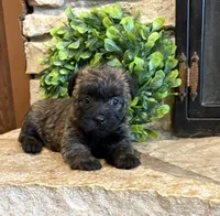 Kendra , a female Cairn Terrier for sale in Osborne, KS – 8 of 10