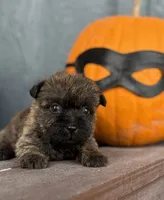 Lindy, a female Cairn Terrier for sale in Osborne, KS – 3 of 10