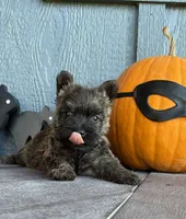 Milo, a male Cairn Terrier for sale in Osborne, KS – 4 of 10