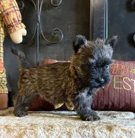 Milo, a male Cairn Terrier for sale in Osborne, KS – 7 of 10