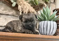 Harriet, a male Cairn Terrier for sale in Osborne, KS – 8 of 10