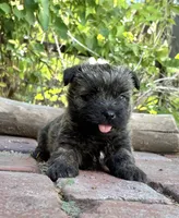 Harriet, a male Cairn Terrier for sale in Osborne, KS – 2 of 10