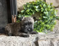Randa , a female Cairn Terrier for sale in Osborne, KS – 3 of 10