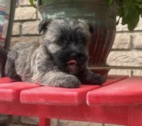 Briggs, a male Cairn Terrier for sale in Osborne, KS – 7 of 10