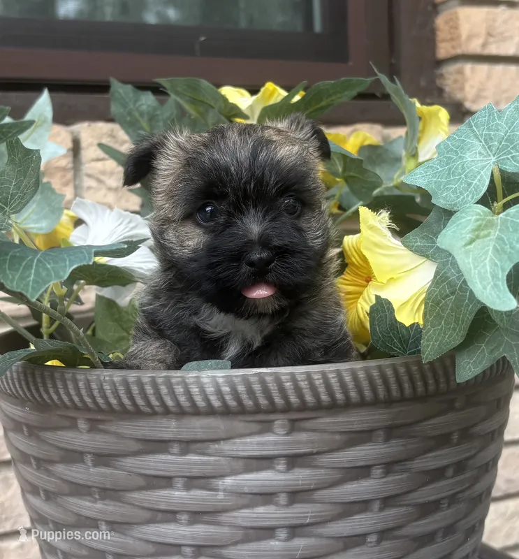 Briggs – Cairn Terrier puppy for sale in Osborne, KS