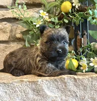 Timber , a female Cairn Terrier for sale in Osborne, KS – 10 of 10