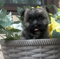 Briggs, a male Cairn Terrier for sale in Osborne, KS – 4 of 10