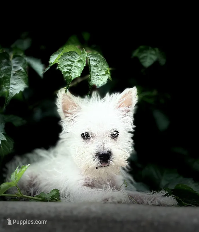 Sully , a male West Highland White Terrier for sale in Osborne, KS – 1 of 10