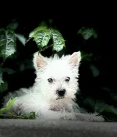 Sully , a male West Highland White Terrier for sale in Osborne, KS – 1 of 10