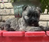 Briggs, a male Cairn Terrier for sale in Osborne, KS – 9 of 10