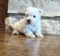 Wallace , a male West Highland White Terrier for sale in Osborne, KS – 9 of 10
