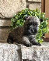 Randa , a female Cairn Terrier for sale in Osborne, KS – 5 of 10