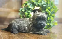 Timber , a female Cairn Terrier for sale in Osborne, KS – 7 of 10