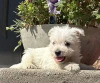 Wallace , a male West Highland White Terrier for sale in Osborne, KS – 5 of 10