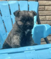 Briggs, a male Cairn Terrier for sale in Osborne, KS – 10 of 10