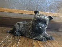 Timber , a female Cairn Terrier for sale in Osborne, KS – 8 of 10