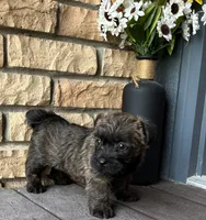 Kendra , a female Cairn Terrier for sale in Osborne, KS – 4 of 10