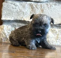 Briggs, a male Cairn Terrier for sale in Osborne, KS – 7 of 10