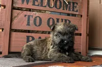 Tyler, a male Cairn Terrier for sale in Osborne, KS – 8 of 10