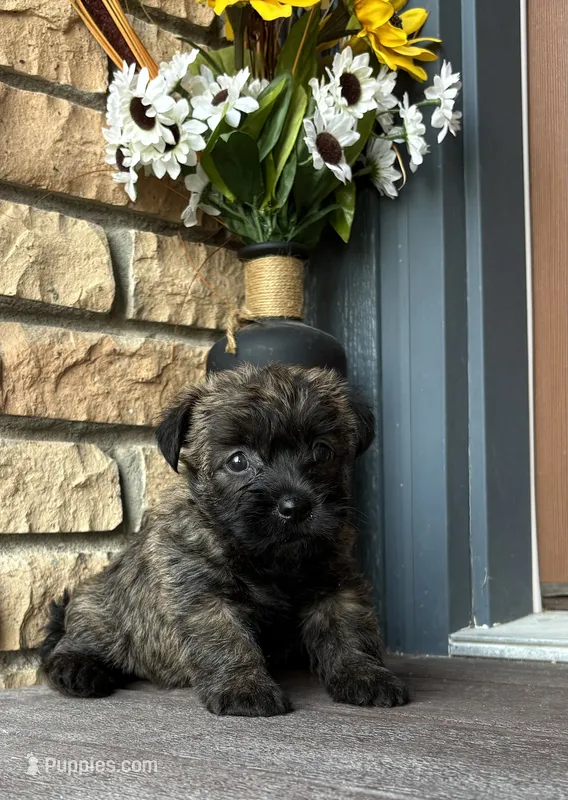Kendra  – Cairn Terrier puppy for sale in Osborne, KS