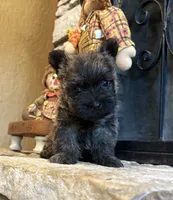 Milo, a male Cairn Terrier for sale in Osborne, KS – 3 of 10