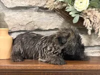 Woodrow, a male Cairn Terrier for sale in Osborne, KS – 5 of 6