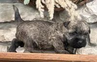 Briggs, a male Cairn Terrier for sale in Osborne, KS – 4 of 10
