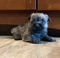 Briggs, a male Cairn Terrier for sale in Osborne, KS – 9 of 10