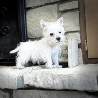 Sully , a male West Highland White Terrier for sale in Osborne, KS – 5 of 10