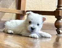Boomer , a male West Highland White Terrier for sale in Osborne, KS – 1 of 10
