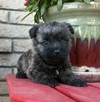 Harriet, a male Cairn Terrier for sale in Osborne, KS – 6 of 10