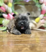 Kingston, a male Cairn Terrier for sale in Osborne, KS – Photo 6 of 10